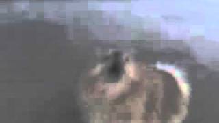 two dogs singing rustyspeed