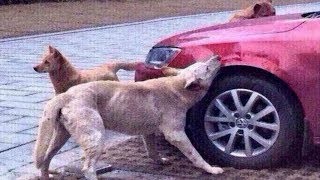 DOG's Revenge: Kicked by driver for being in his parking bay returns with Friends & Trashes his car