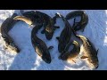 Video Thumbnail for Burbot fishing!!!!!! And monofilament line memory