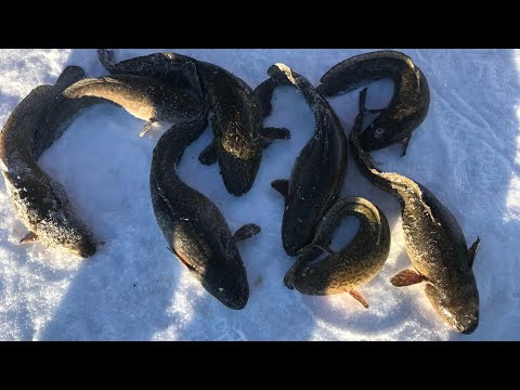 Video Thumbnail for Burbot fishing!!!!!! And monofilament line memory