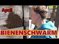 First Bee Swarm Of 2026 Swarm Capture Using An Unusual Method