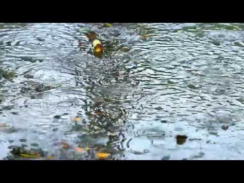 Sohna Mera Mishri Di Daliye -