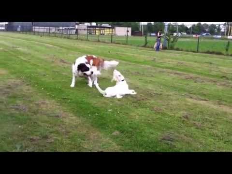 Bloem en Tess doen aan vrij worstelen