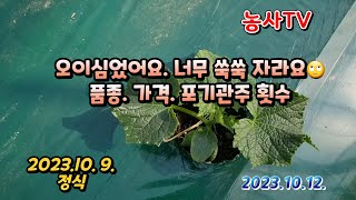 2023.10.9.오이정식 품종. 가격. 포기관주.