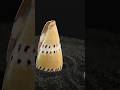 The Radula: Nature’s Ultimate Feeding Tool in Mollusks!