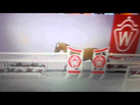 2 jähriger hengst von Sandro Boy x mont du cantal