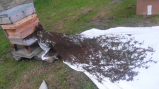 A true Bee Movie re-homing a caught swarm of bees