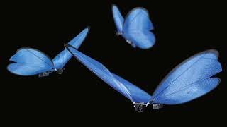 Machines or Butterflies - Denmark + Winter (Original)