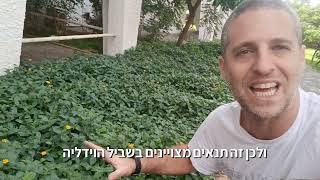 שטח נקי מעשבייה - ריסוס זה הפתרון הכי קל והכי לא בריא