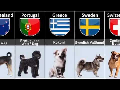 dogs breeds from different countries