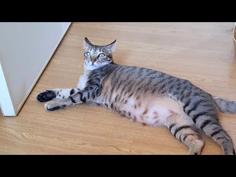 Why is my Cat is so Lazy – Reasons To Consider!
