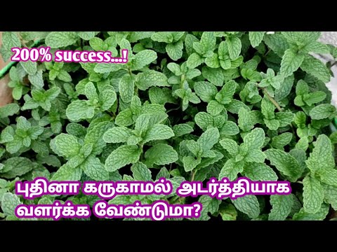 எளிதாக புதினா வளர்க்க தேவையான 8 Tips | How To Growing Mint At Home | easy way to grow mint.