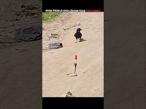 Everyone Feared the Cobra… Until the Mongoose Came Back! #trending #animals #wildlife #youtubeshorts