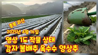 영상 1도 작물 상태 감자밭 배추밭 옥수수밭 충북 괴산 풀뿌리농장