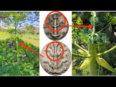 Ancient Aphrodisiacal and ‘Cure-All’ Plant Rediscovered!