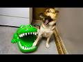 Over-Dramatic Animals Who Deserve an Oscar 😂 Funniest Animal Videos 2025