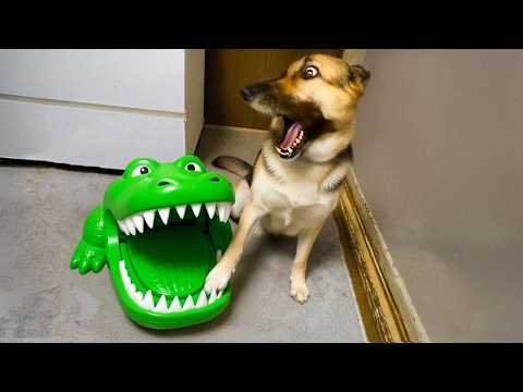 Les animaux les plus dramatiques qui méritent un oscar Vidéos d'animaux les plus drôles 2025