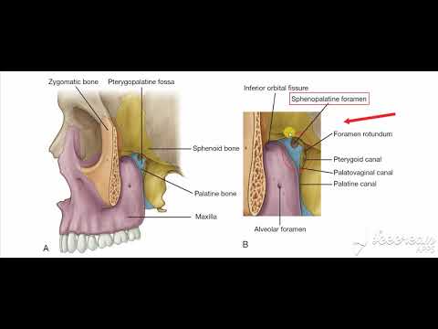 Pterigopalatine fossa 5