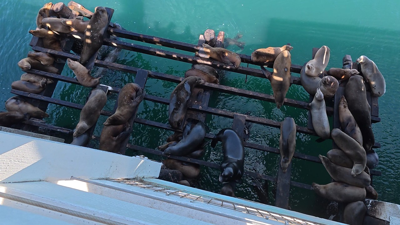 Танцы с морскими львами