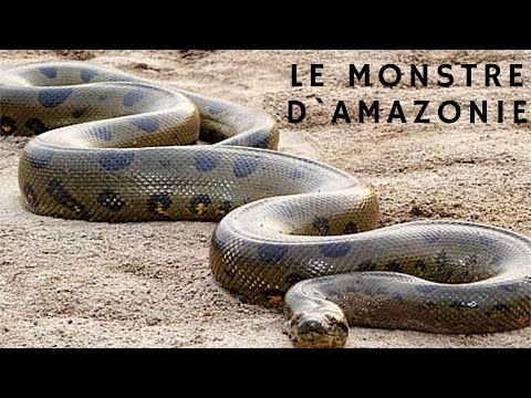 L'Anaconda Géant, Le monstre d'Amazonie - Documentaire
