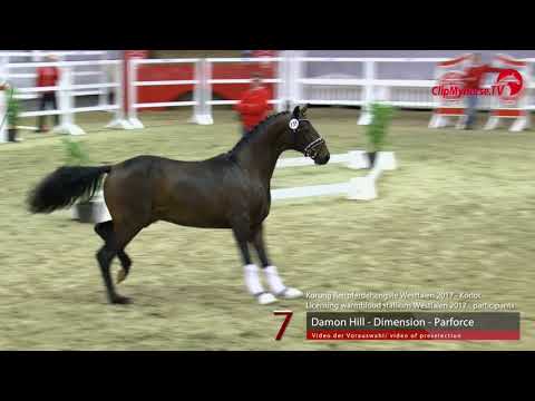 07 Junghengst v. Damon Hill - Dimension