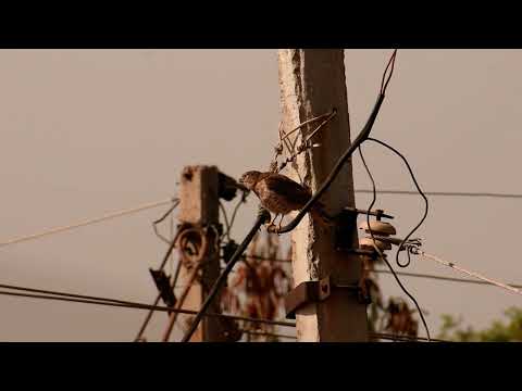 Sparrowhawk Bird Loud Call, Original Sound/Voice!  (Predator Bird)