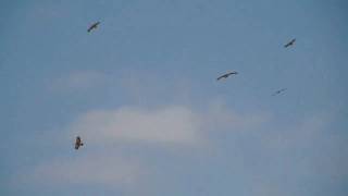 preview picture of video 'soaring steppe eagles / kaartelevia arokotkia / Oman / 2.2011'
