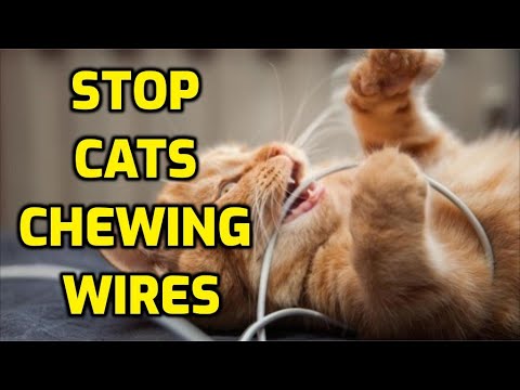 How To Prevent Cats From Chewing Cords And Cables
