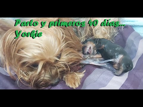 Yorkie: Parto Natural y primeros 40 días cachorros