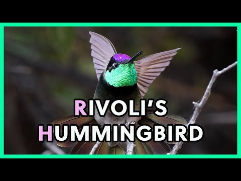 Rivoli's Hummingbird Songs and Calls