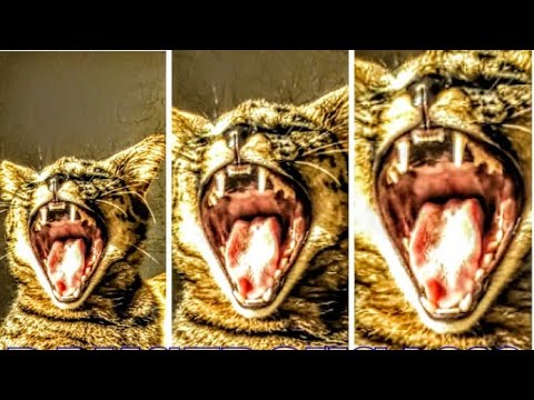 👹 My CATS from HELL 🔥 F1 Savannah Cats ?