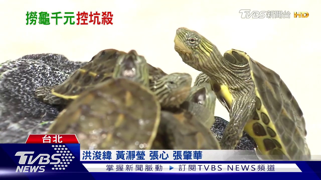 5人20網「花千元撈烏龜」嫌貴 店家駁:有標價