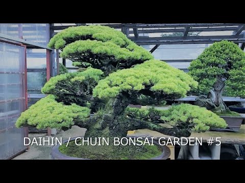 Famous DAIHIN BONSAI GARDEN #5  July 2020 / 大品盆栽・中品盆栽園