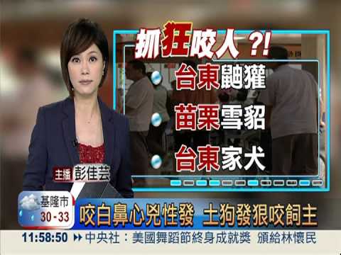 咬白鼻心變兇惡 土狗發狠咬飼主