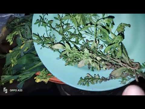 qhia tshuaj zoo zwm qoob kub2 ua npaws ua kub ua no rau nej os xav paub ntxiv hu kv  02055949895