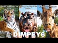 2 Hour Best Dimpey6 Funny TikTok Videos Dimpey6 Shorts Videos 2025 Shorts Comps