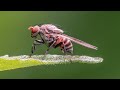 Classification of Insect Pests Part-1 Dr. Ramegowda Classification of Pests