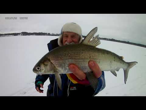 Sieja z pierwszego lodu.