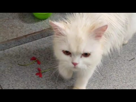 Do cats eat cooked chicken? Persian Cat 🐈 #shorts