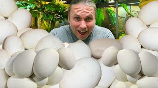 MOST SNAKE EGGS COLLECTED YET!! | BRIAN BARCZYK