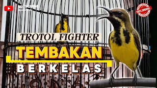 Download lagu Ganas‼️ Sogon Trotol full nembak materi pedas || pancingan Sogon Trotol nembak materi #sogontrotol mp3