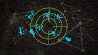 تانديم زي سي 250 ملل