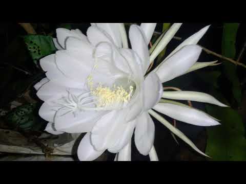 #Interesting Rare flower🌼#Bramhakamal 🌼#India#House Garden#flower of God brahma# Soil lotus (Kamal)