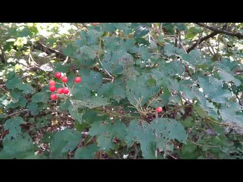 Weitere Sträucher: Gewöhnlicher Schneeball im Erlenbruchwald