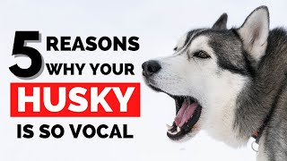 Why Are Huskies So Vocal?