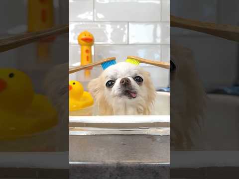A moment to unwind for tiny Cedric 💛 #bath #dog #zen #dogshorts