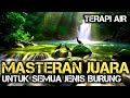 MASTERAN ISIAN MEWAH ROLL TEMBAK PANJANG Terapi Air Untuk Semua Jenis Burung Terapi Air