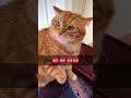 Cute Angry Cat