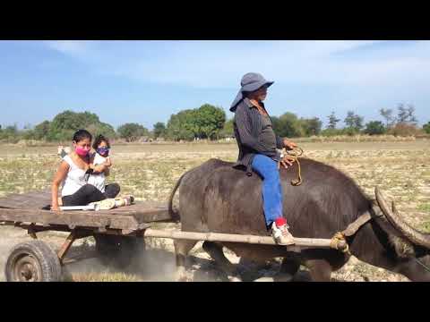 Baby jamarion first time to ride a carabao