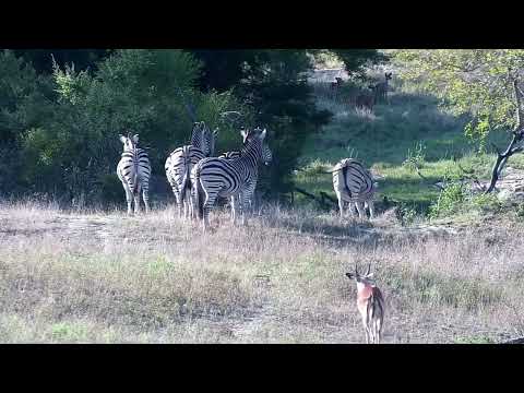 Djuma: Impalas and Zebras - 16:04 - 10/05/2022